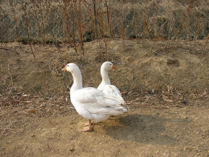 닭과 오리 이미지